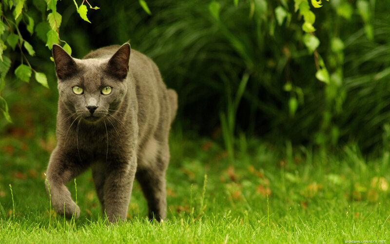 Gray Cat Walking in Grass
