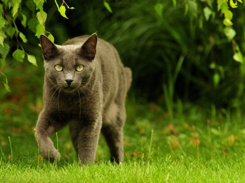 Gray Cat Walking on Grass