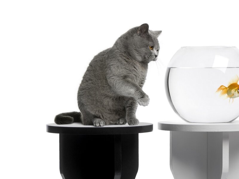 Gray Cat Watching Goldfish