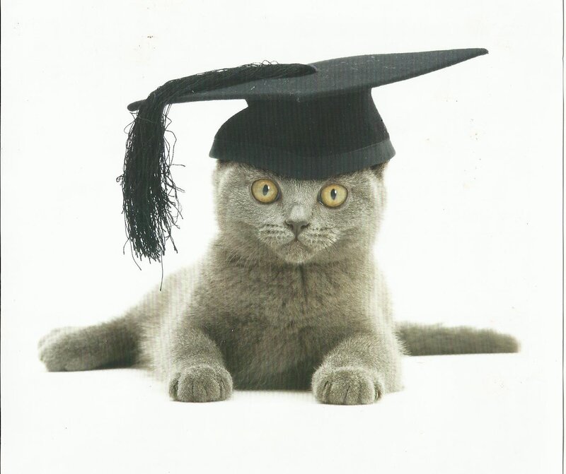 Gray Cat Wearing Cap