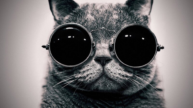 Gray Cat Wearing Glasses — Black