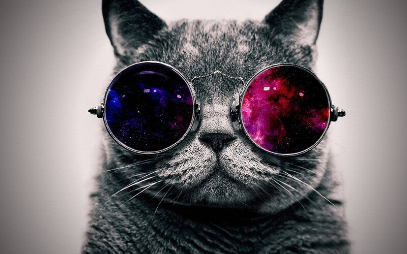Gray Cat Wearing Glasses — Cool