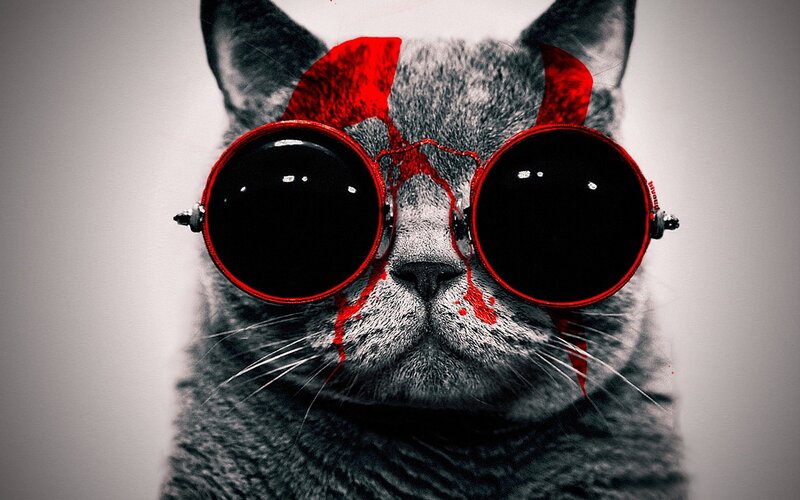 Gray Cat Wearing Glasses — Dramatic, Photograph, Red Paint
