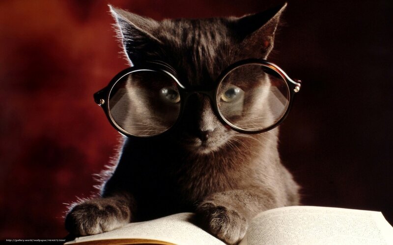Gray Cat Wearing Glasses — Dramatic, Photograph