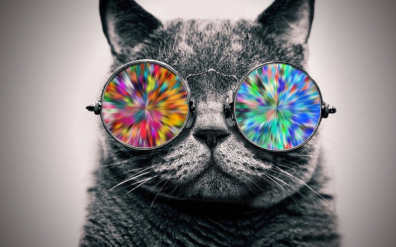 Gray Cat Wearing Glasses — Playful