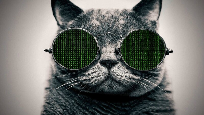 Gray Cat Wearing Glasses — Serious, Photograph