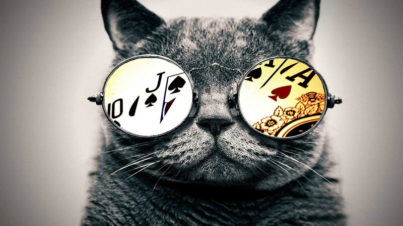 Gray Cat Wearing Glasses — Serious