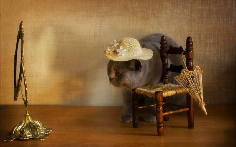 Gray Cat Wearing Hat — Brown