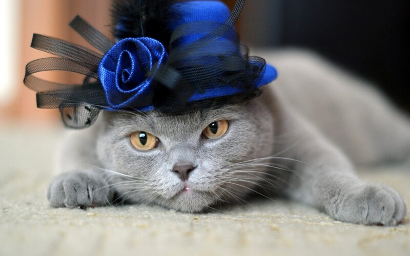 Gray Cat Wearing Hat — Calm, Photograph, Carpet