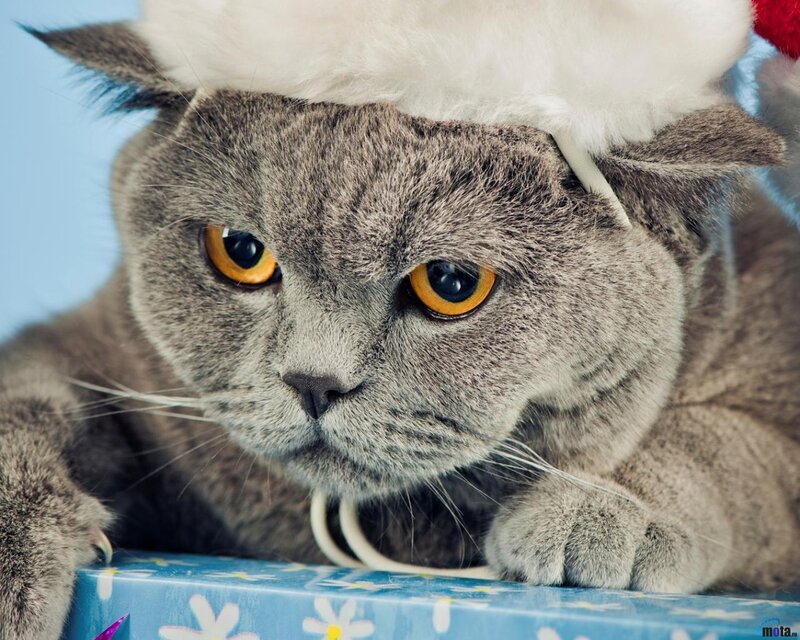 Gray Cat Wearing Hat — Calm, Photograph, Gift Box, Blue Background