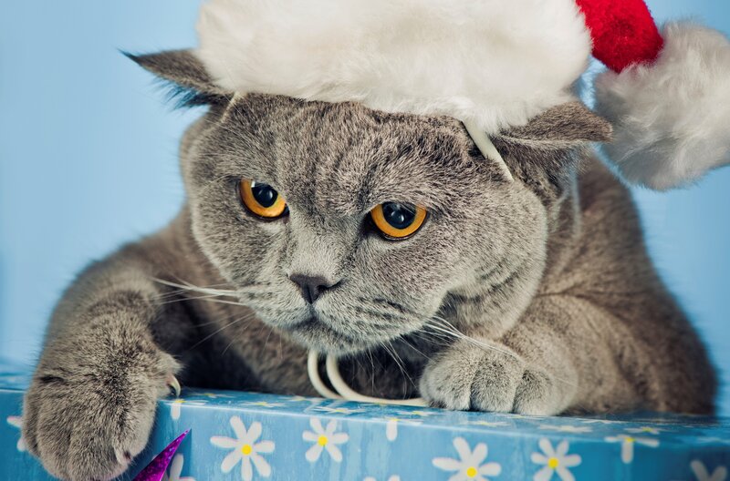 Gray Cat Wearing Hat — Calm, Photograph, Santa Hat, Gift Box