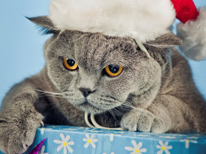 Gray Cat Wearing Hat — Calm, Photograph, Santa Hat