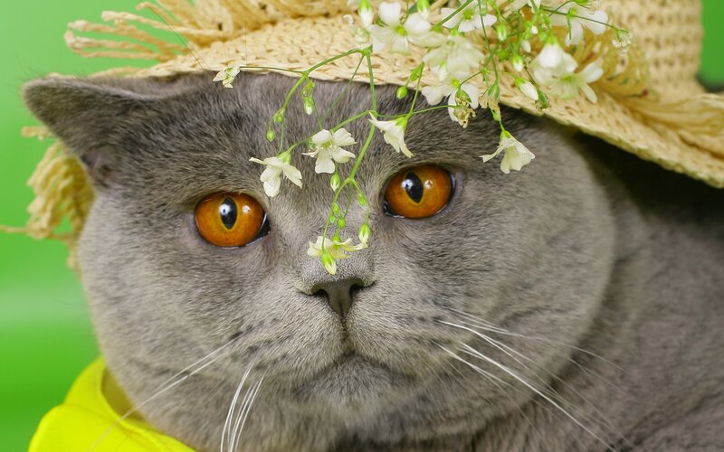 Gray Cat Wearing Hat — Calm, Photograph, Straw Hat, Flowers