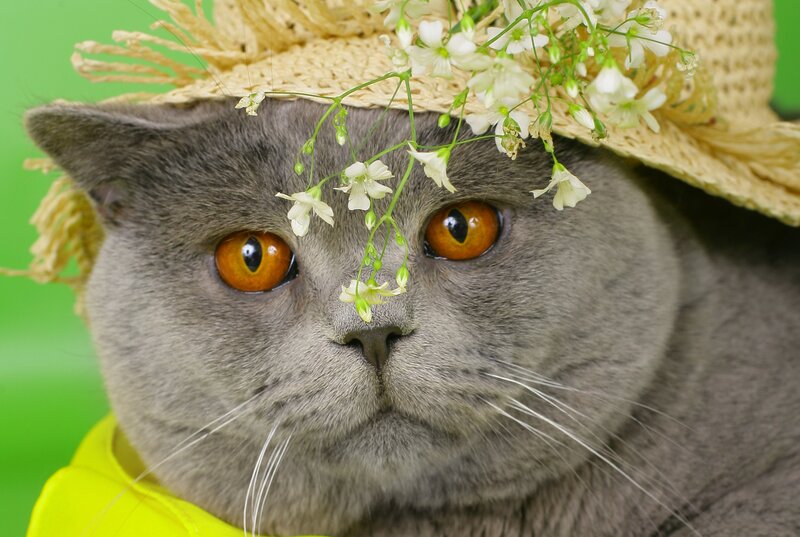 Gray Cat Wearing Hat — Calm, Photograph, Straw Hat