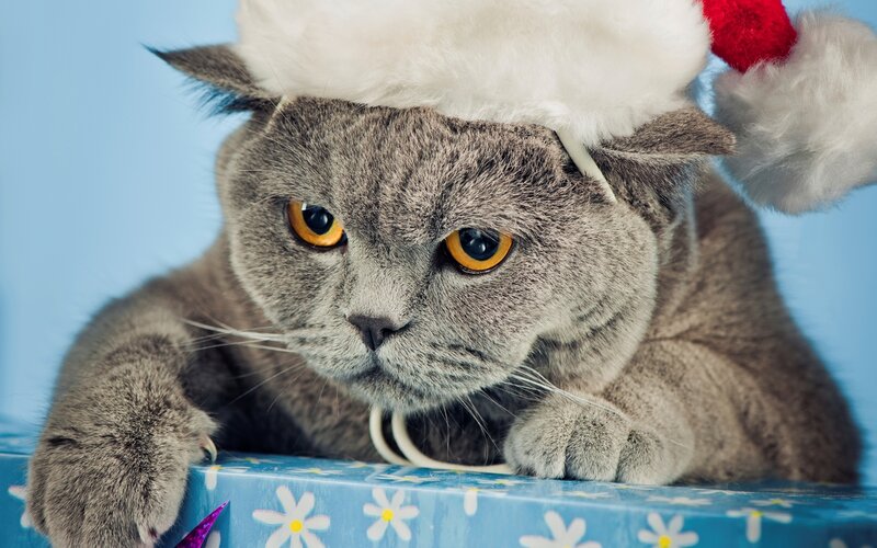 Gray Cat Wearing Hat — Calm, Photograph