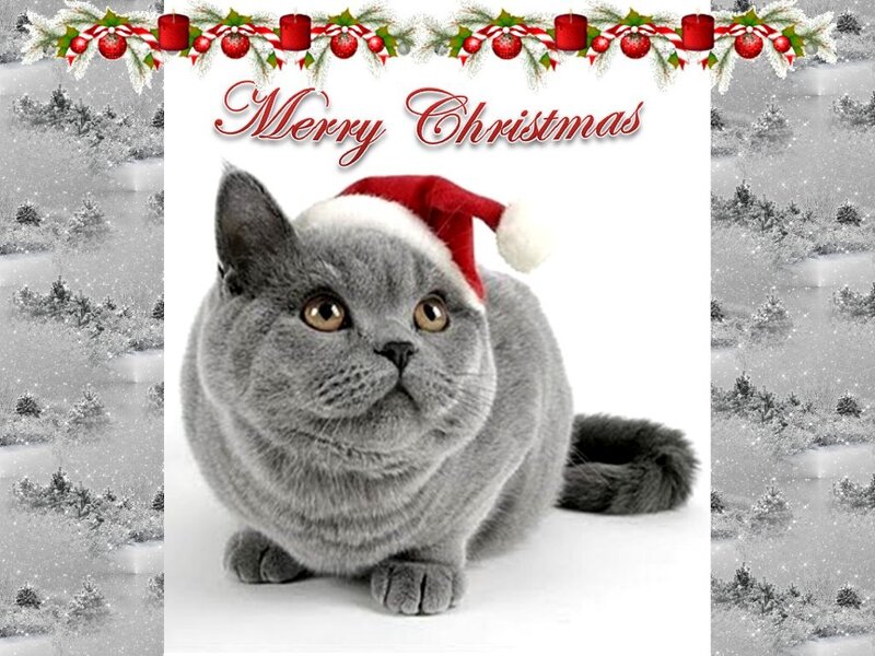 Gray Cat Wearing Hat — Festive