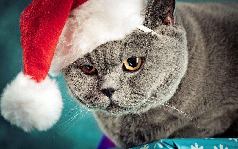 Gray Cat Wearing Hat — Festive, Winter, Photograph, Santa Hat