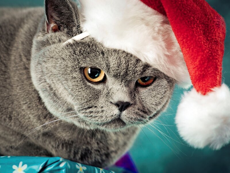 Gray Cat Wearing Hat — Festive, Winter, Photograph