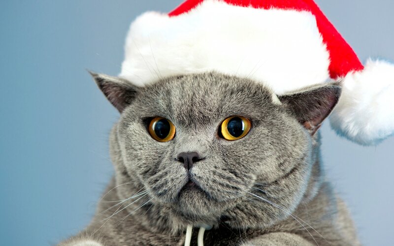 Gray Cat Wearing Hat — Neutral, Photograph