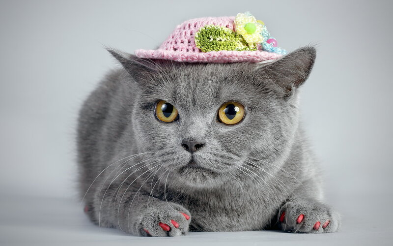 Gray Cat Wearing Hat — Neutral