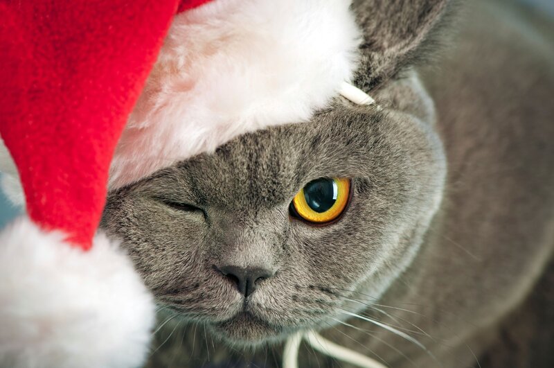 Gray Cat Wearing Hat — Photograph
