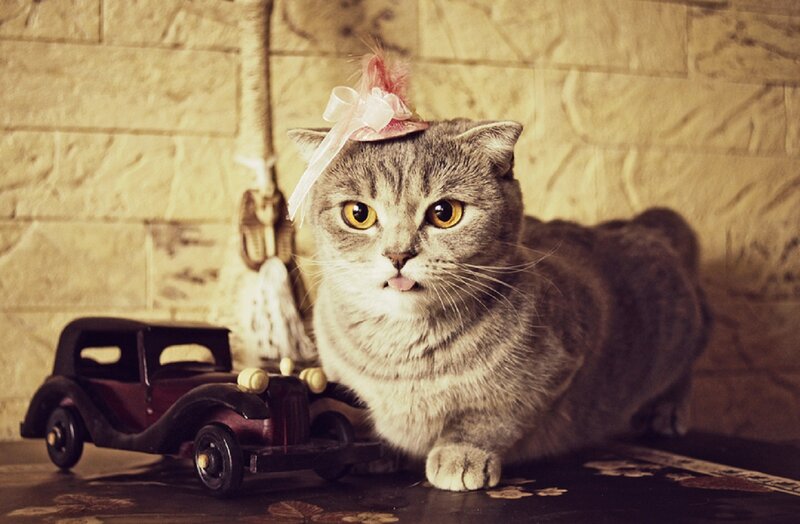 Gray Cat Wearing Hat — Playful