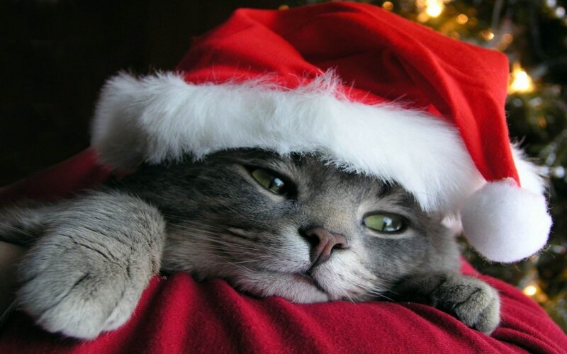 Gray Cat Wearing Hat — Red, Calm, Winter, Photograph