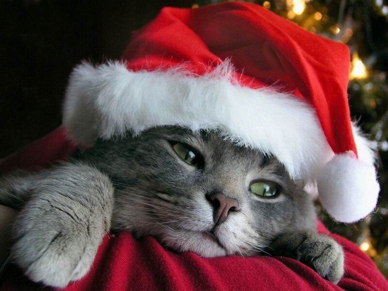 Gray Cat Wearing Hat — Red