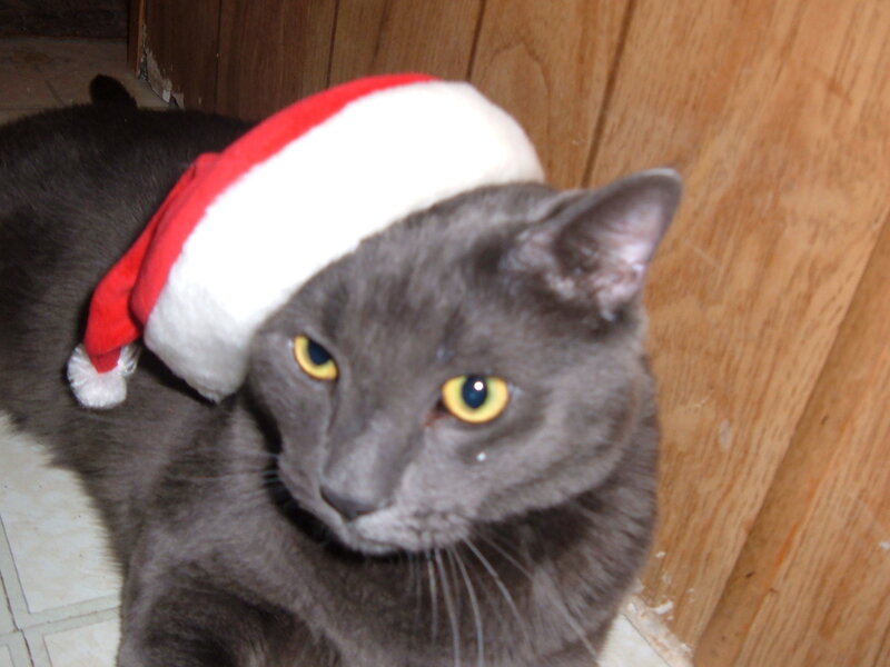 Gray Cat Wearing Hat