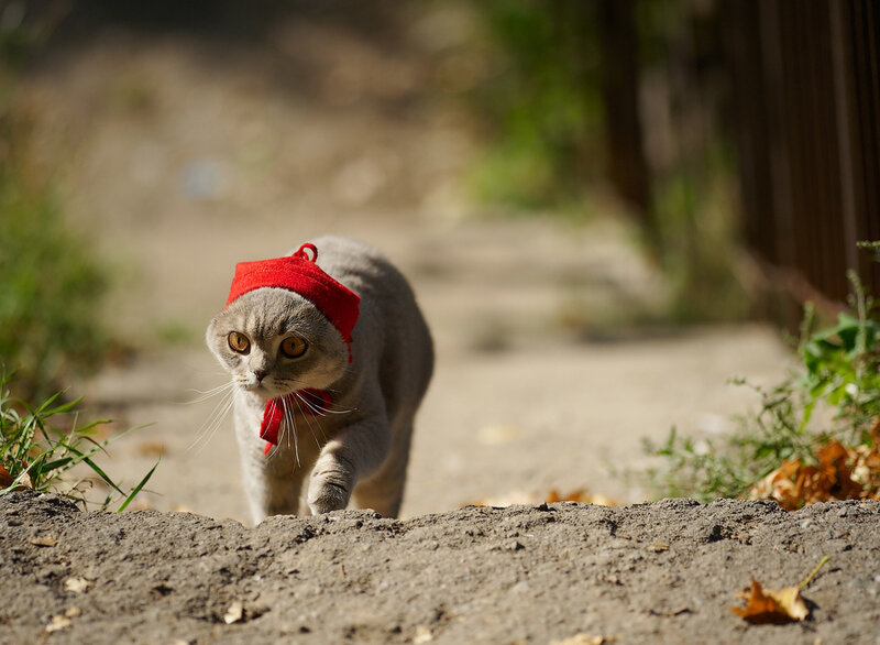 Gray Cat Wearing Red Hat
