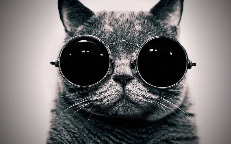 Gray Cat Wearing Sunglasses — Black, Serious, Photograph
