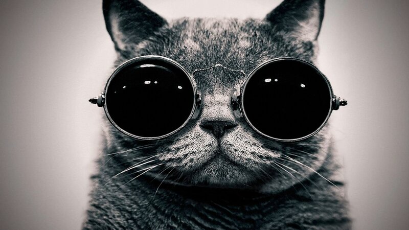 Gray Cat Wearing Sunglasses — Black