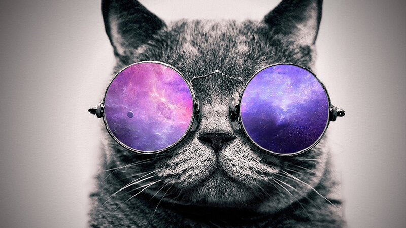 Gray Cat Wearing Sunglasses — Cool, Photograph, Galaxy