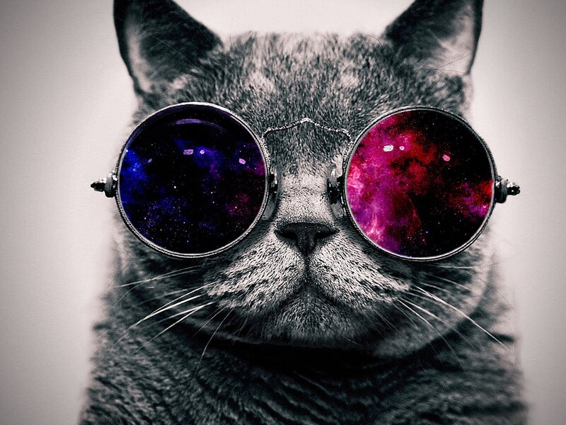 Gray Cat Wearing Sunglasses — Cool