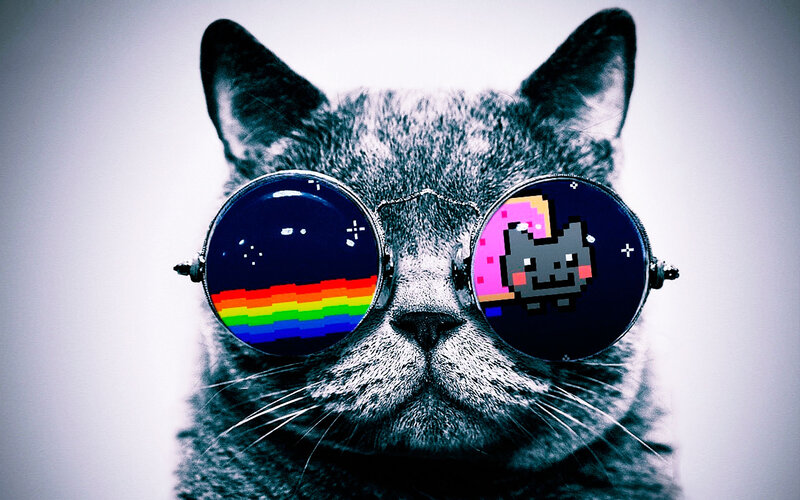 Gray Cat Wearing Sunglasses — Playful