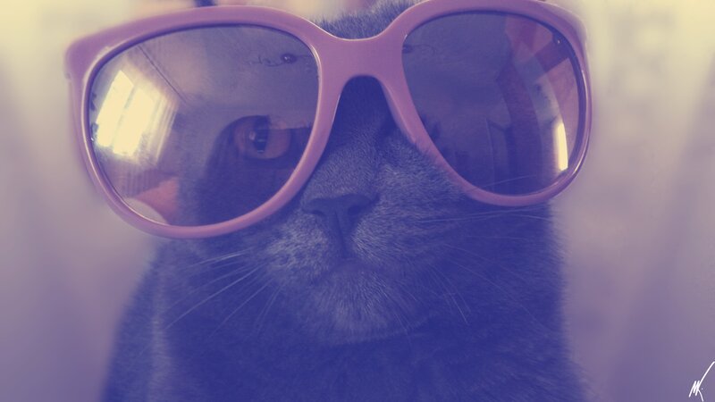 Gray Cat Wearing Sunglasses — Purple