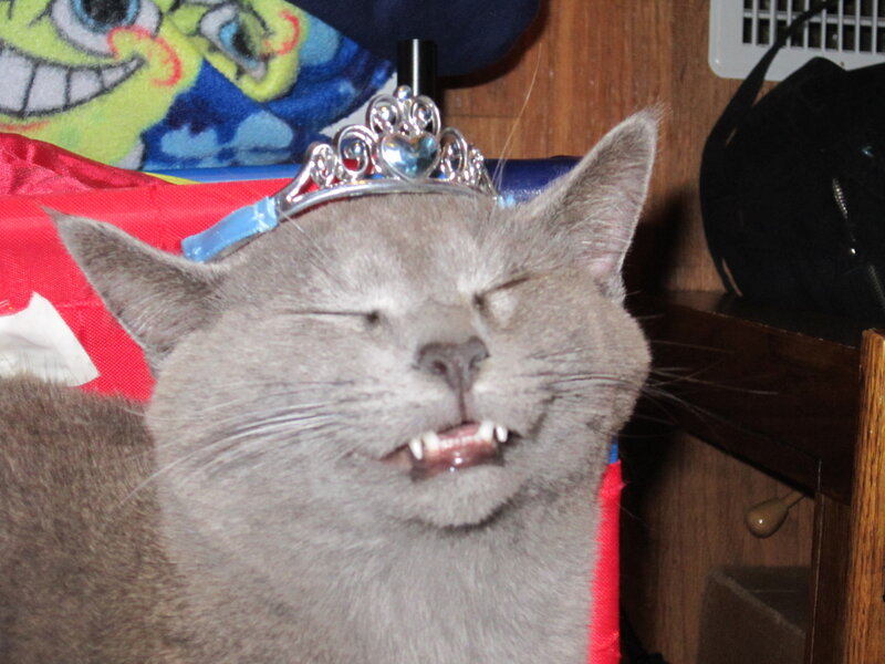 Gray Cat Wearing Tiara