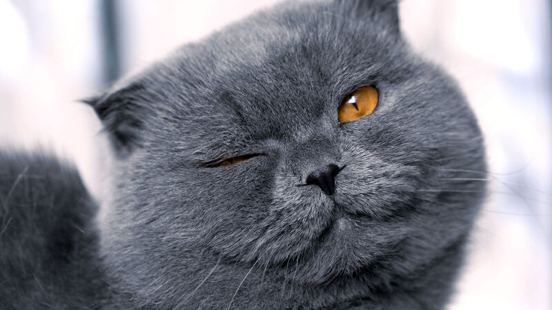 Gray Cat Winking — Calm