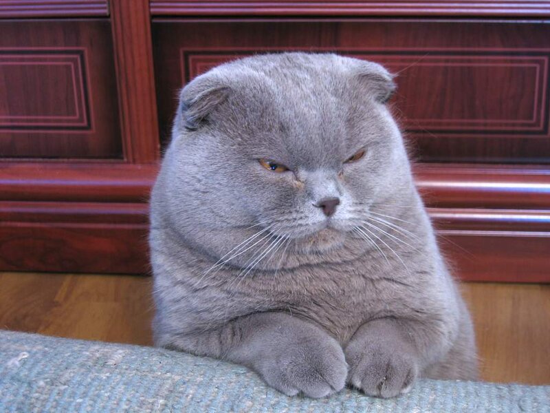 gray cat with a grumpy expression