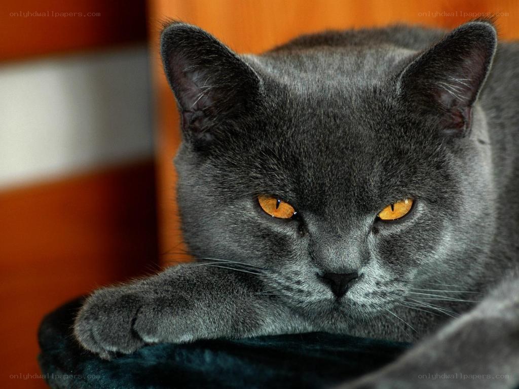 gray cat with amber eyes