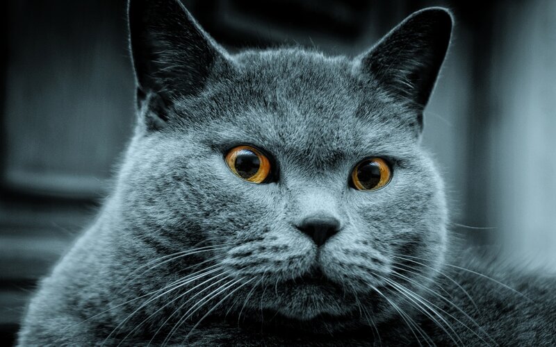 gray cat with amber eyes