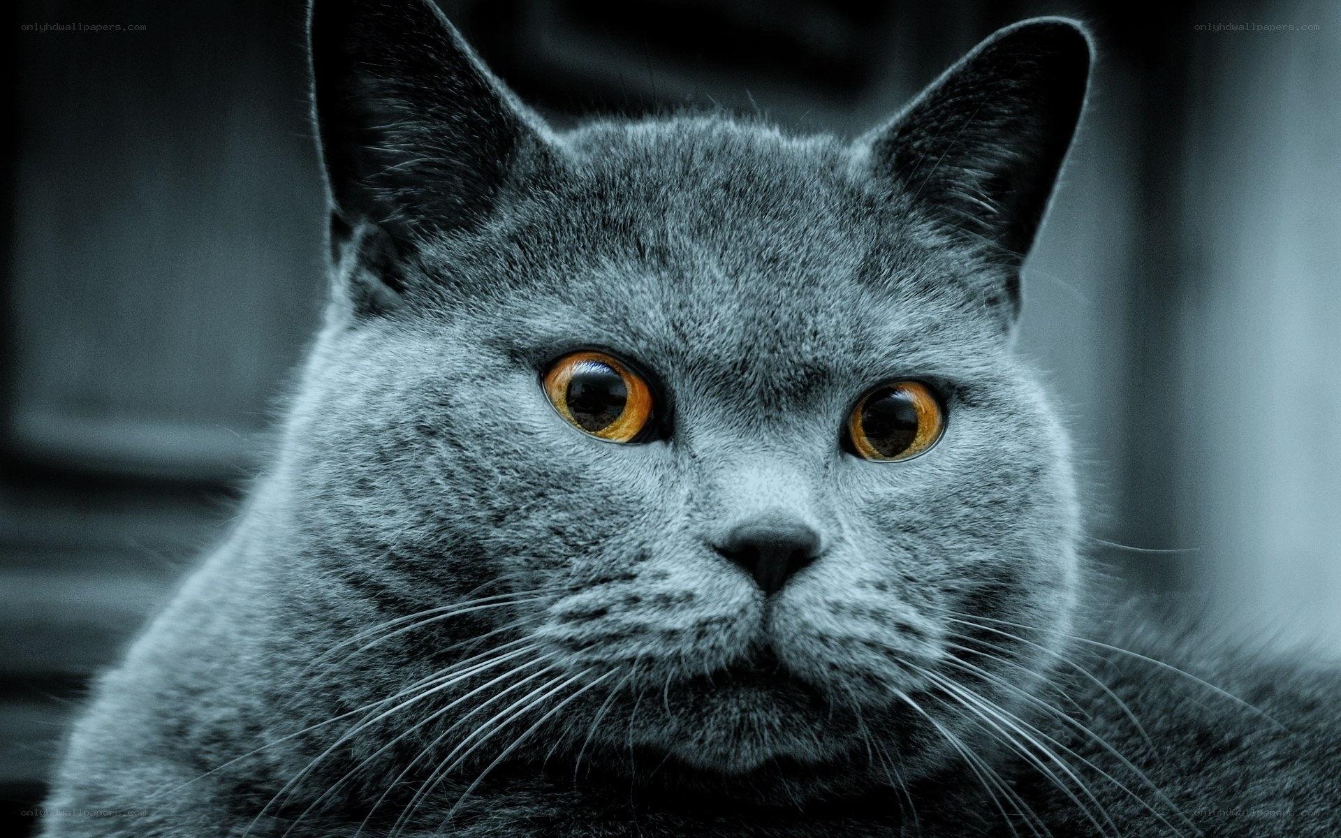 gray cat with amber eyes