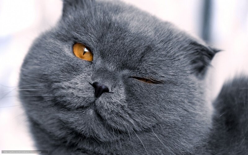 gray cat with amber eyes