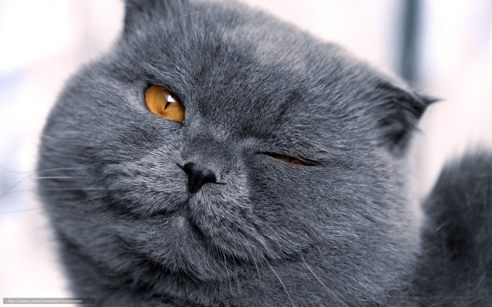 gray cat with amber eyes