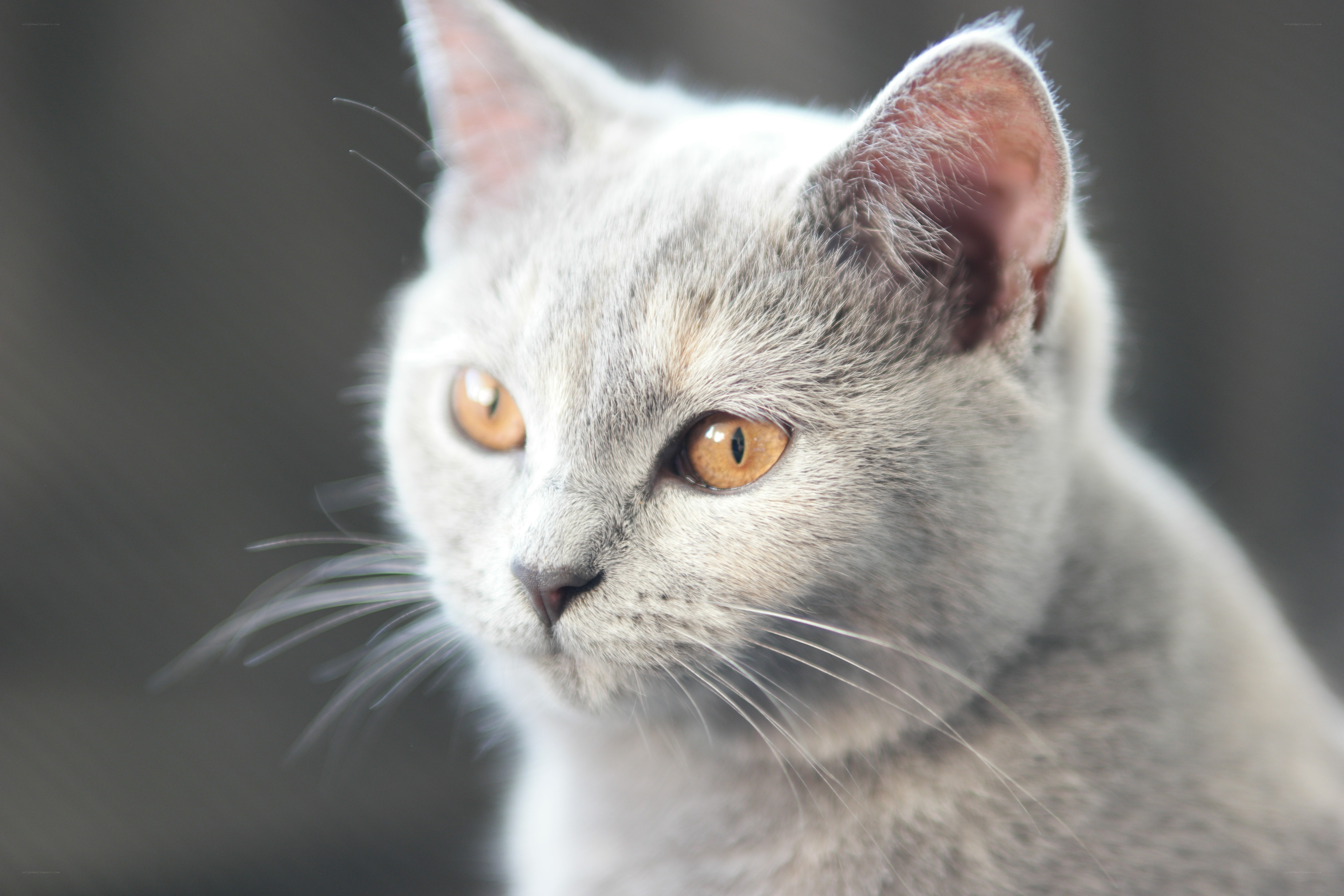 gray cat with amber eyes