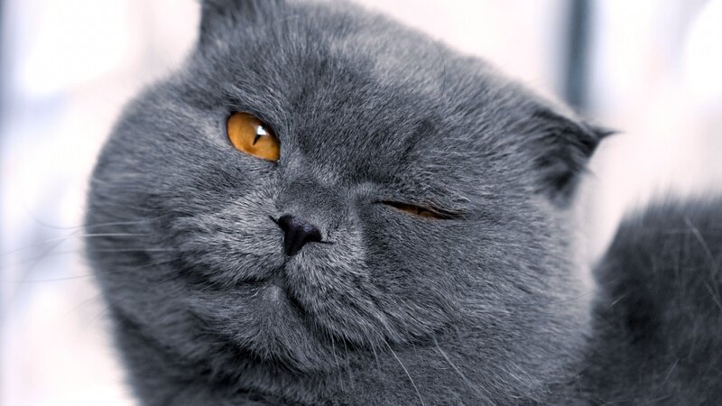 gray cat with amber eyes
