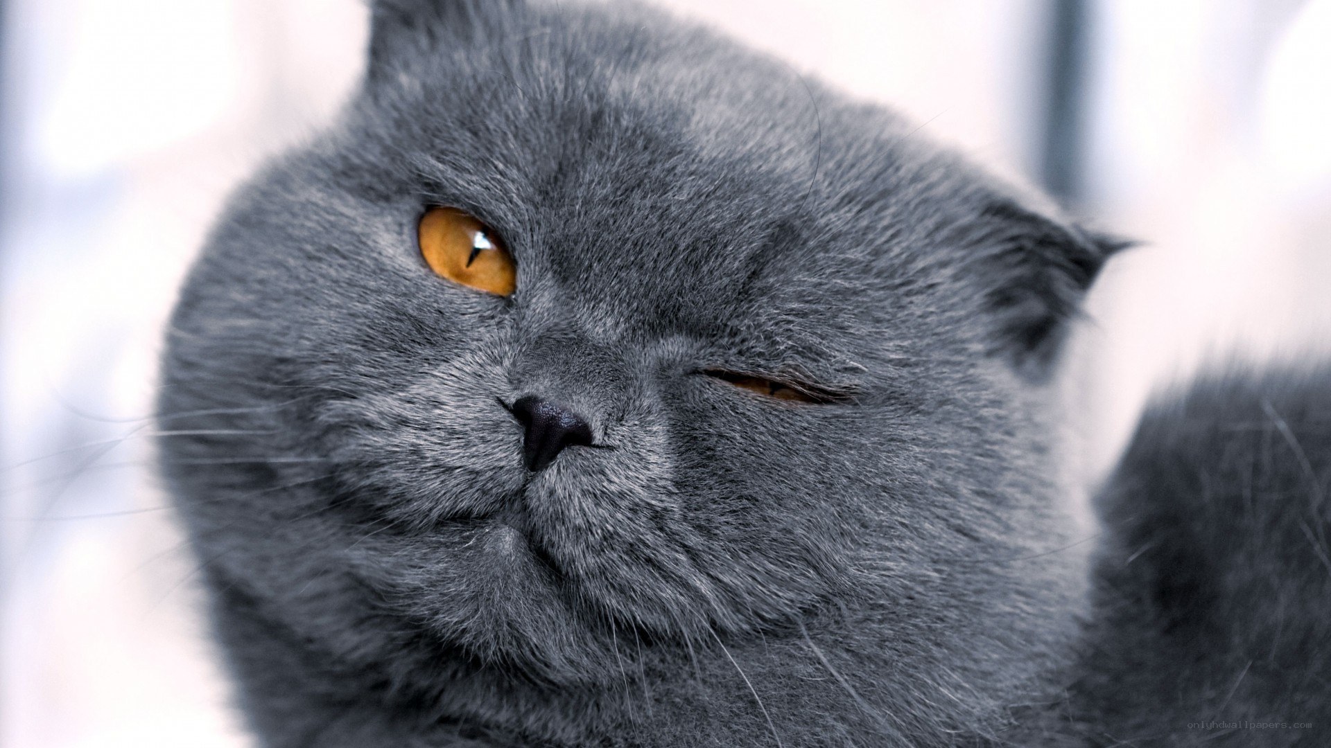 gray cat with amber eyes