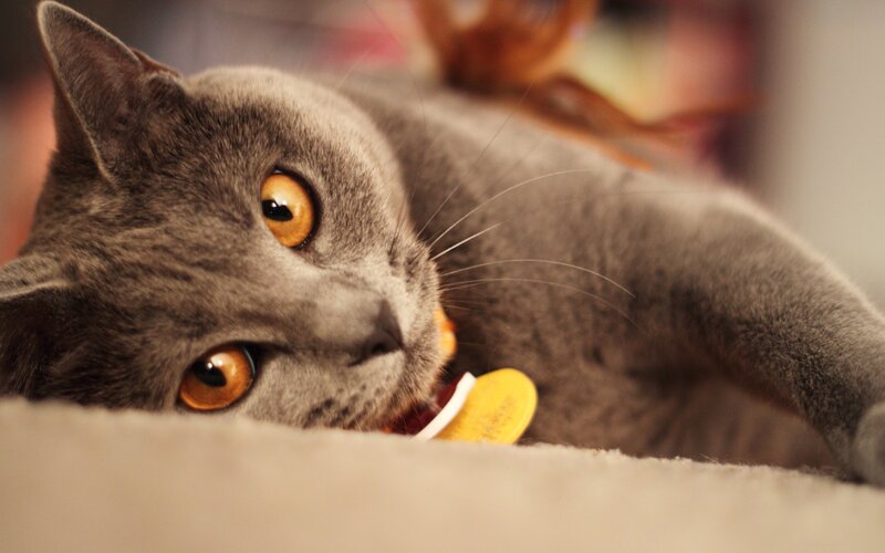 gray cat with amber eyes