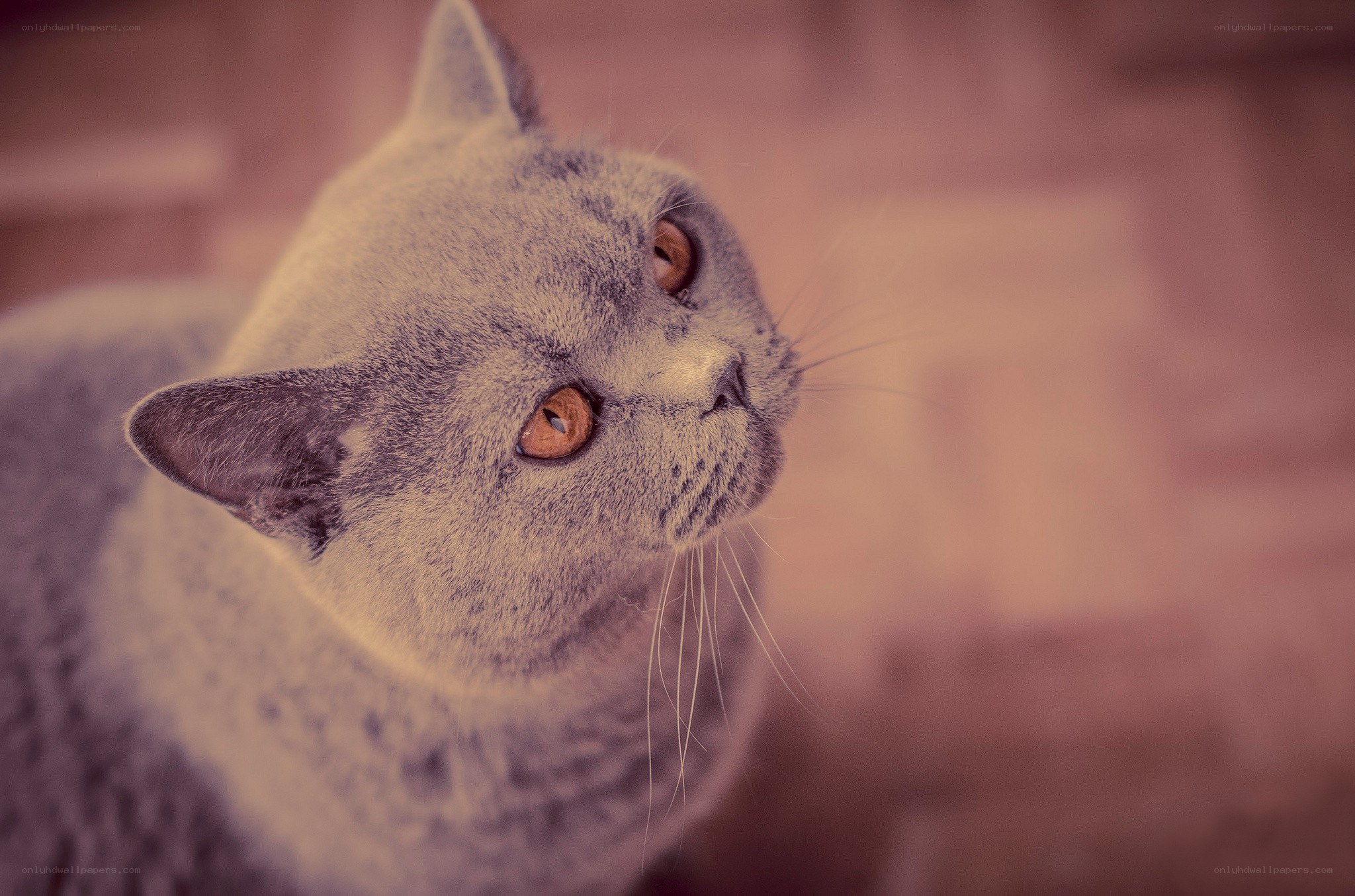 gray cat with amber eyes