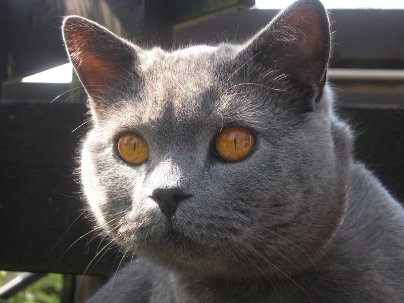 gray cat with amber eyes